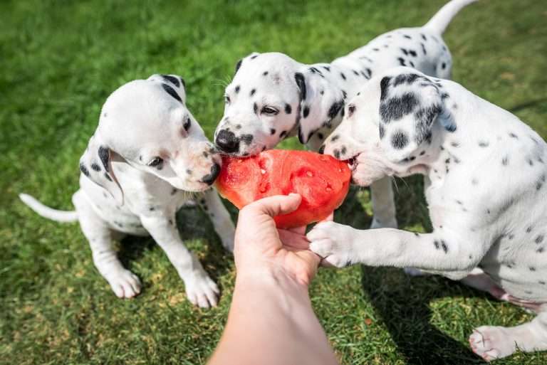 A-Wurf 44. Lebenstag (3)