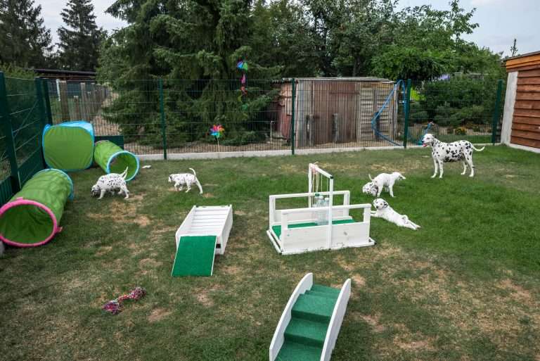 A-Wurf 44. Lebenstag (5)