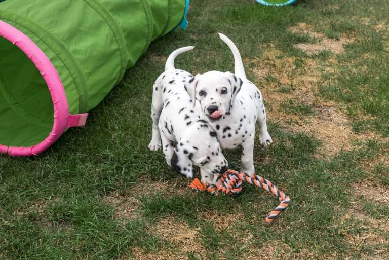 A-Wurf 44. Lebenstag (6)