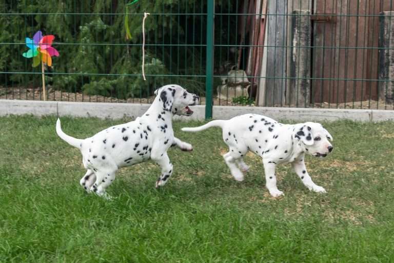 A-Wurf 44. Lebenstag (7)