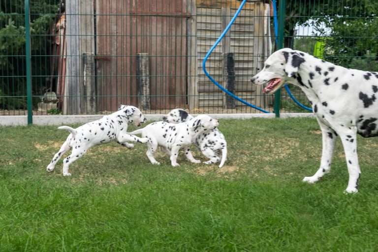 A-Wurf 44. Lebenstag (8)