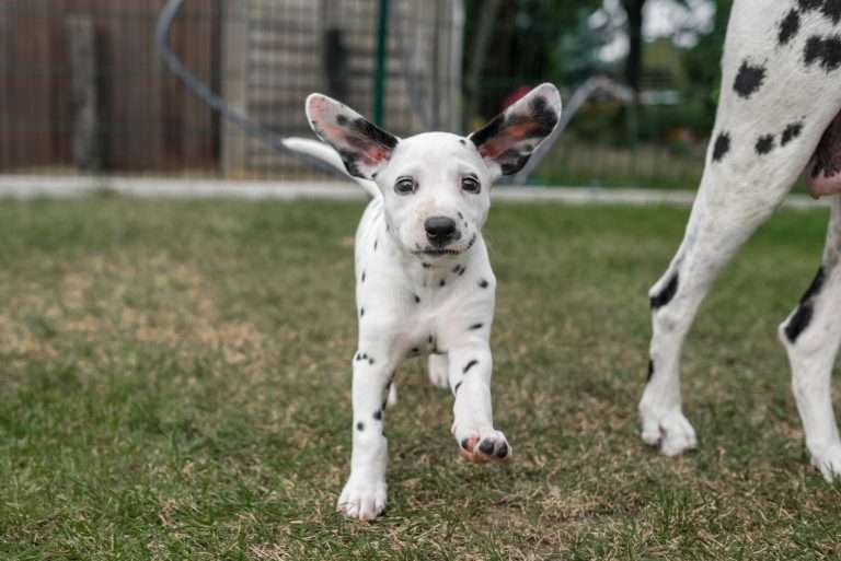 A-Wurf 44. Lebenstag (9)