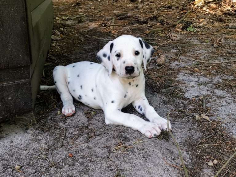 A-Wurf 45. Lebenstag (1)