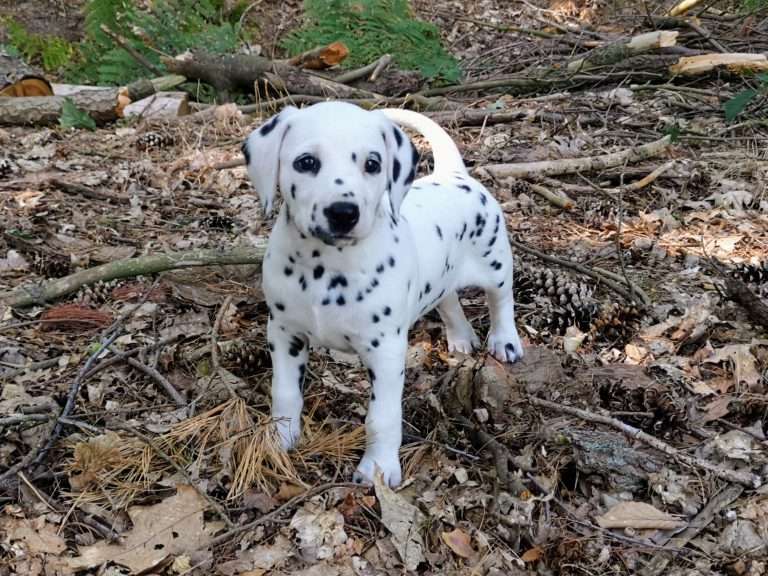 A-Wurf 45. Lebenstag (2)