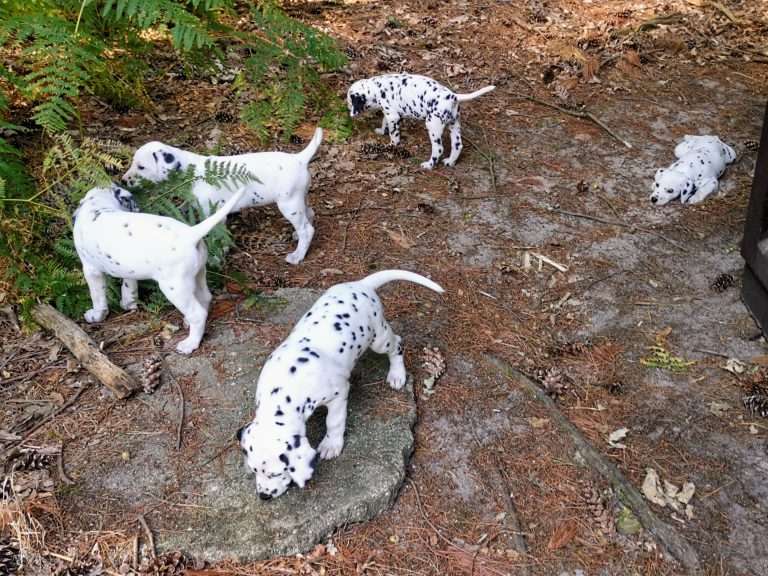 A-Wurf 45. Lebenstag (3)