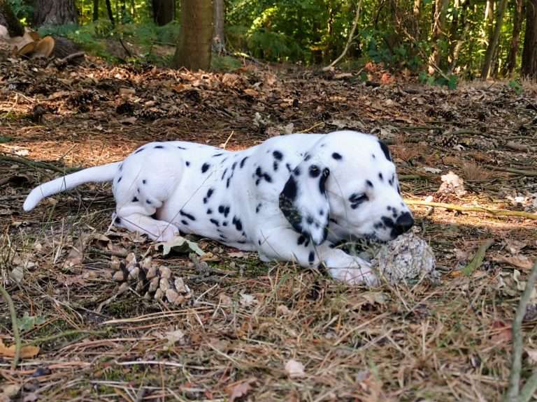 A-Wurf 45. Lebenstag (4)