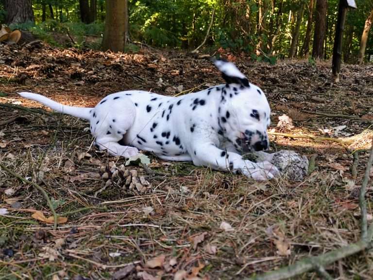 A-Wurf 45. Lebenstag (5)