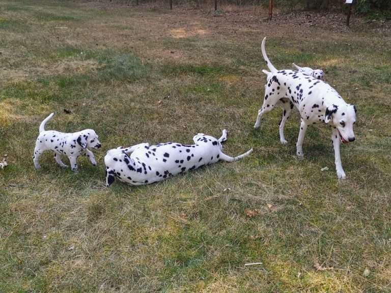 A-Wurf 45. Lebenstag (7)