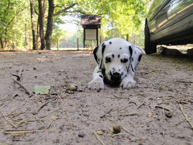 A-Wurf 45. Lebenstag (8)