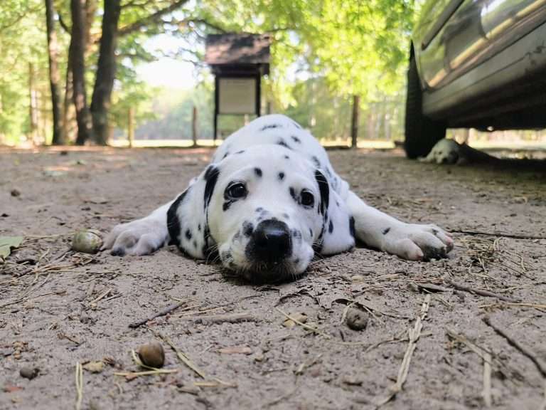 A-Wurf 45. Lebenstag (9)