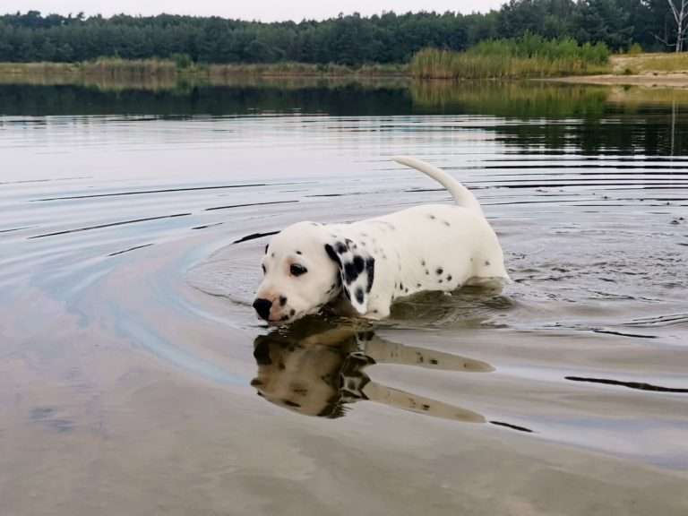 A-Wurf 47. Lebenstag (1)