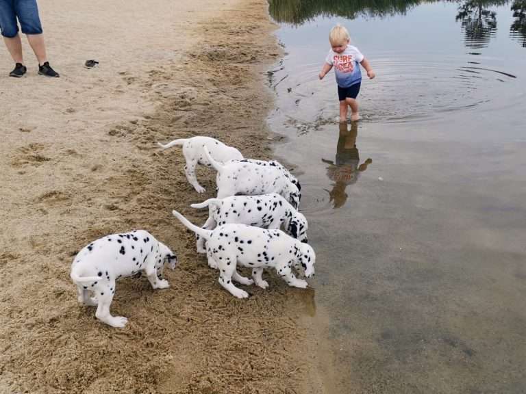 A-Wurf 47. Lebenstag (10)