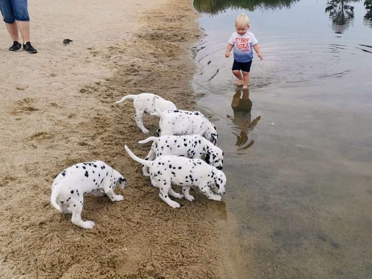 A-Wurf 47. Lebenstag (11)