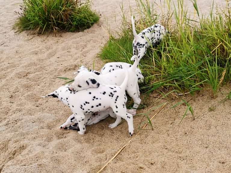 A-Wurf 47. Lebenstag (13)