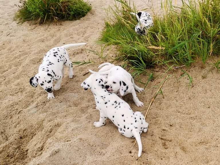 A-Wurf 47. Lebenstag (14)