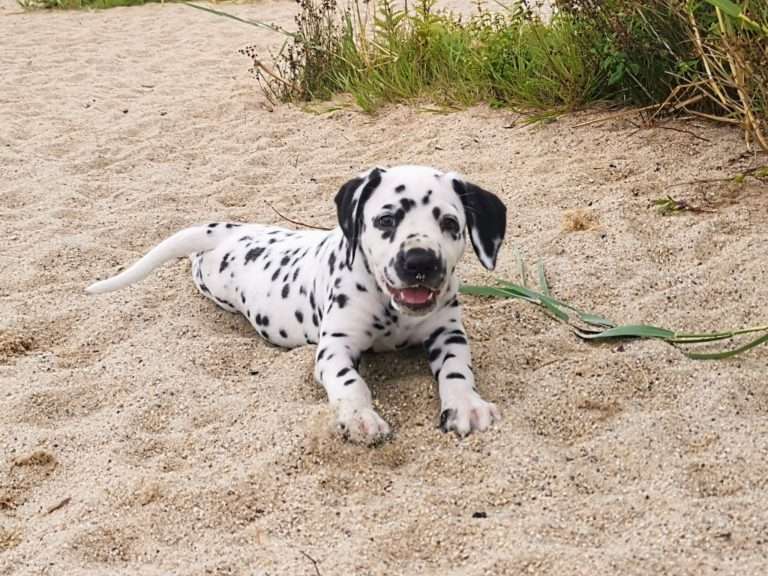 A-Wurf 47. Lebenstag (17)