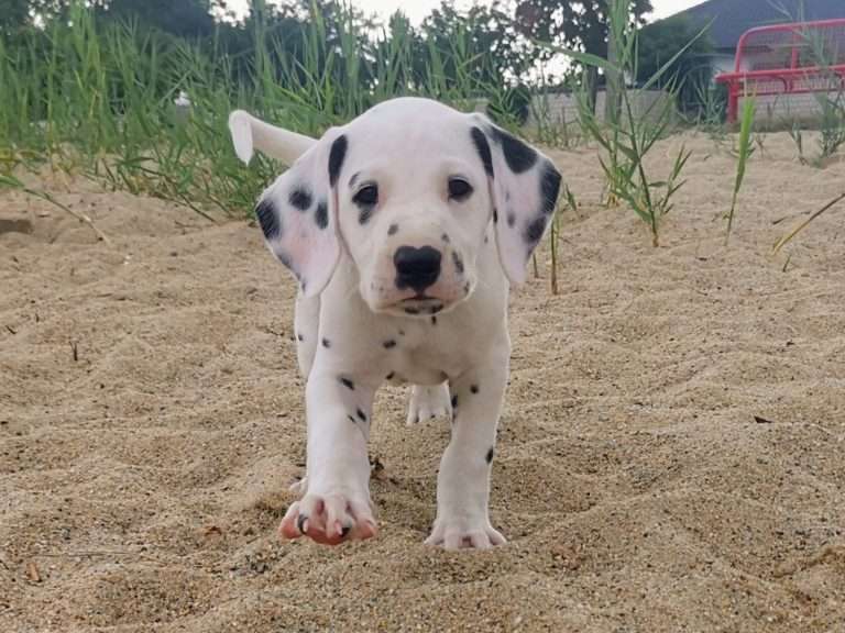 A-Wurf 47. Lebenstag (19)