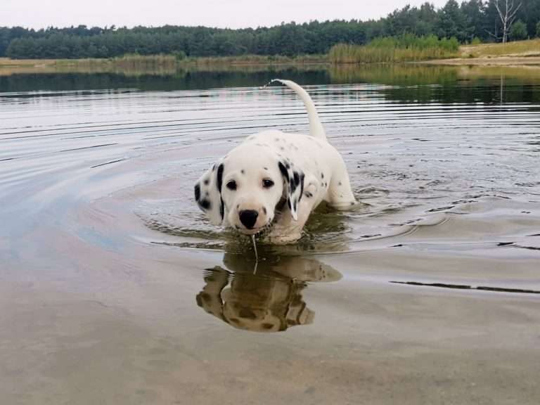 A-Wurf 47. Lebenstag (2)