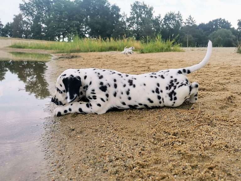 A-Wurf 47. Lebenstag (20)