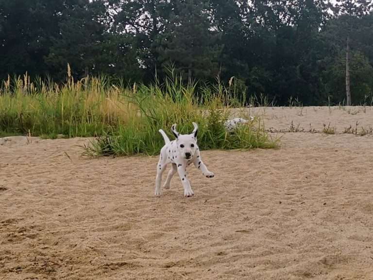 A-Wurf 47. Lebenstag (21)