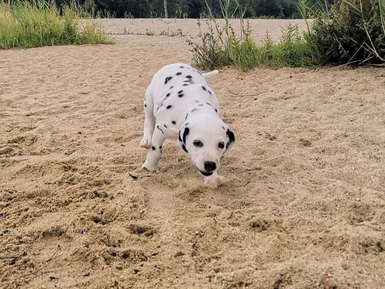 A-Wurf 47. Lebenstag (22)