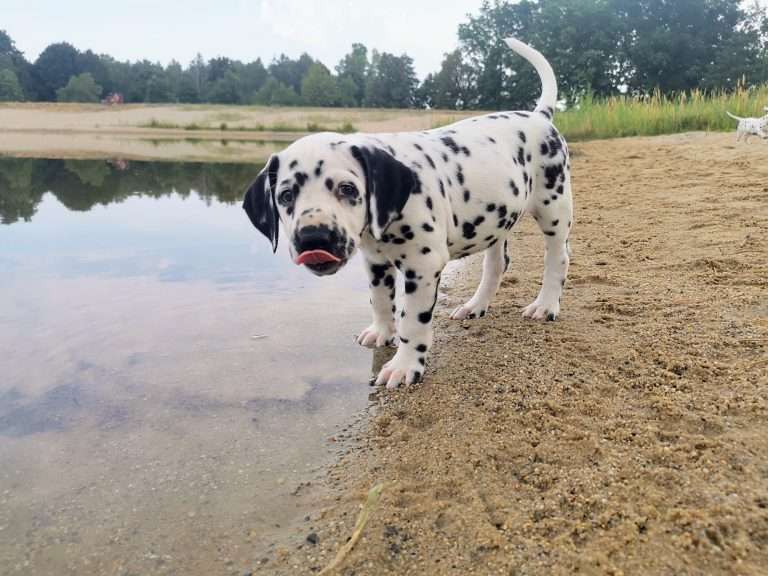 A-Wurf 47. Lebenstag (23)