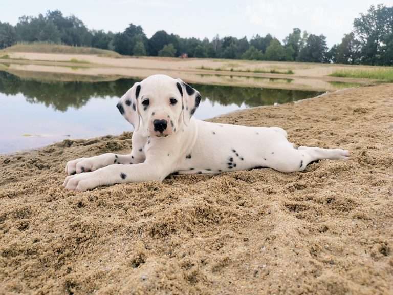 A-Wurf 47. Lebenstag (24)