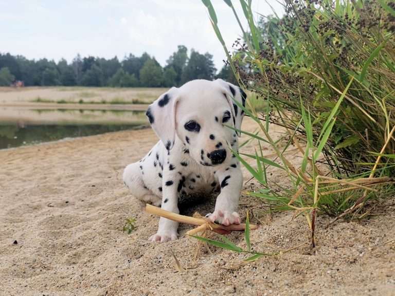 A-Wurf 47. Lebenstag (25)