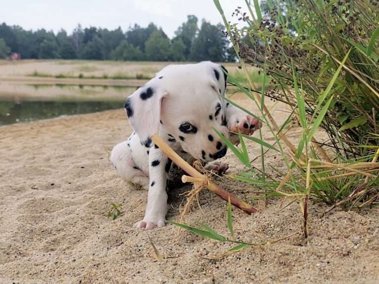 A-Wurf 47. Lebenstag (26)