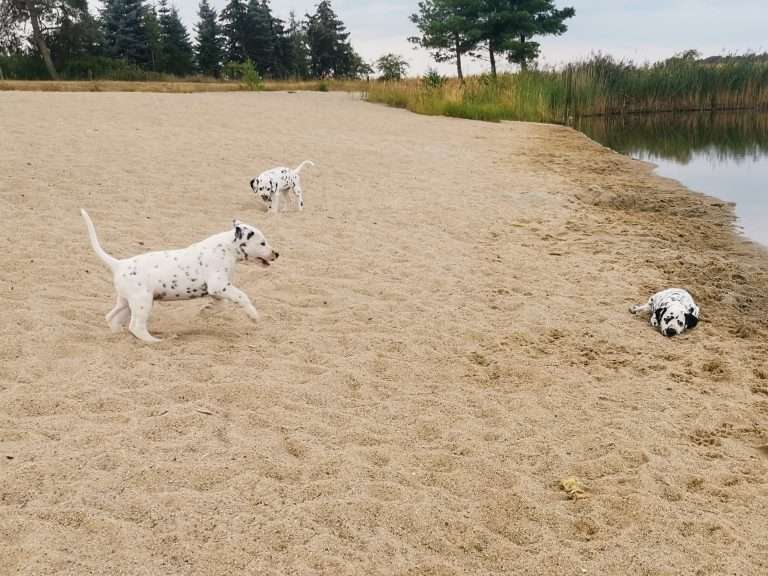 A-Wurf 47. Lebenstag (28)