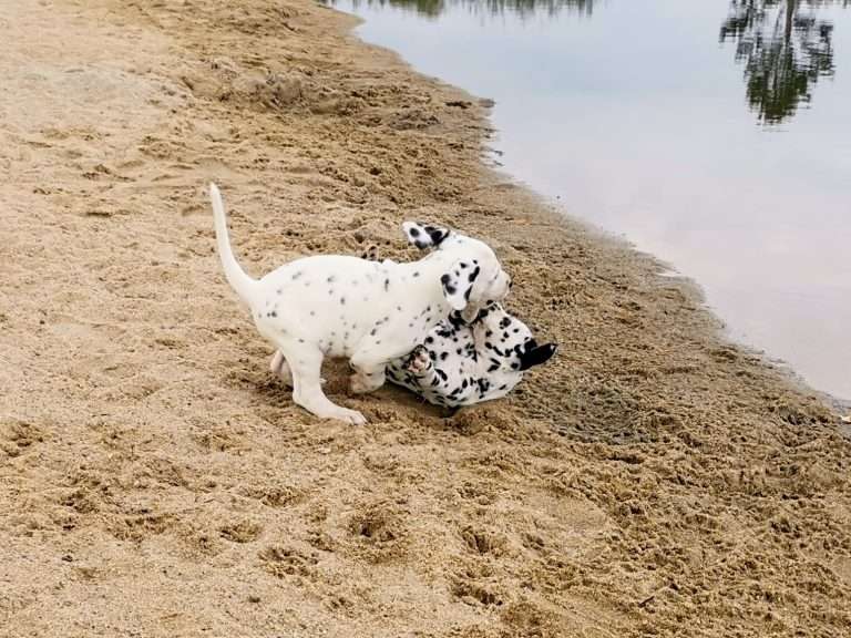 A-Wurf 47. Lebenstag (29)