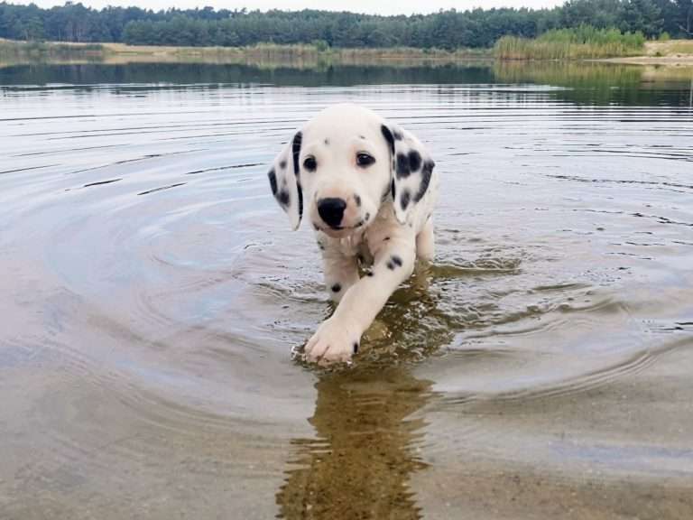 A-Wurf 47. Lebenstag (3)