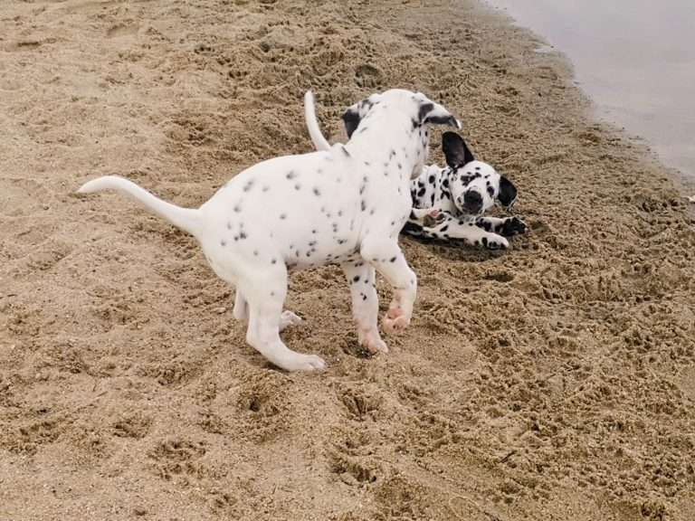 A-Wurf 47. Lebenstag (30)