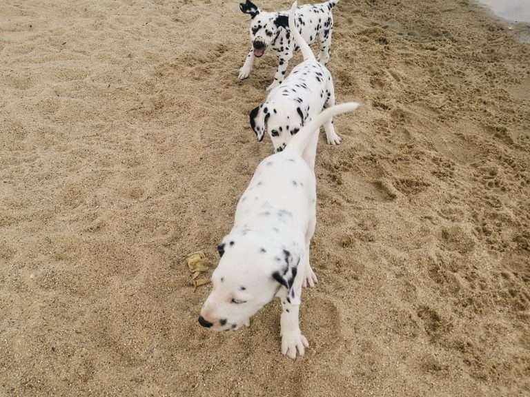 A-Wurf 47. Lebenstag (31)