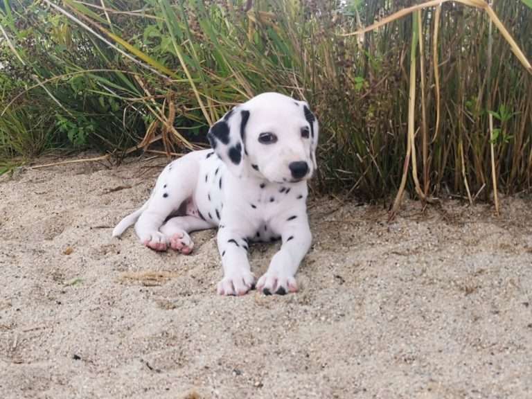 A-Wurf 47. Lebenstag (33)