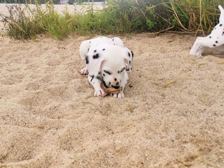 A-Wurf 47. Lebenstag (34)