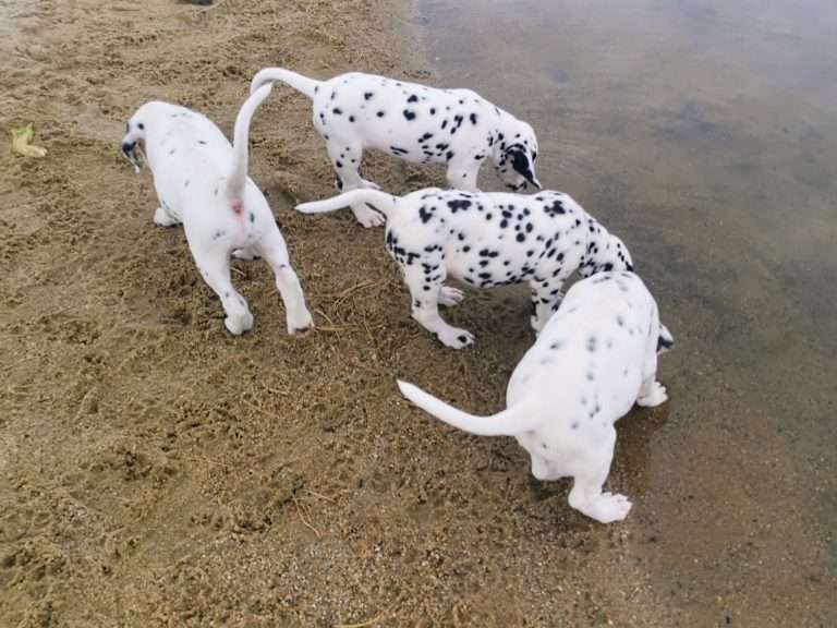 A-Wurf 47. Lebenstag (35)