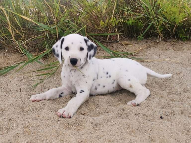 A-Wurf 47. Lebenstag (4)