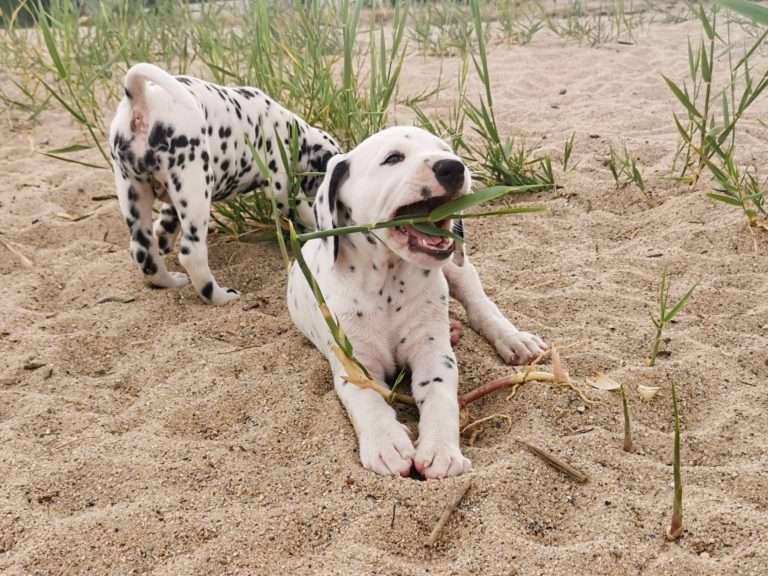 A-Wurf 47. Lebenstag (5)