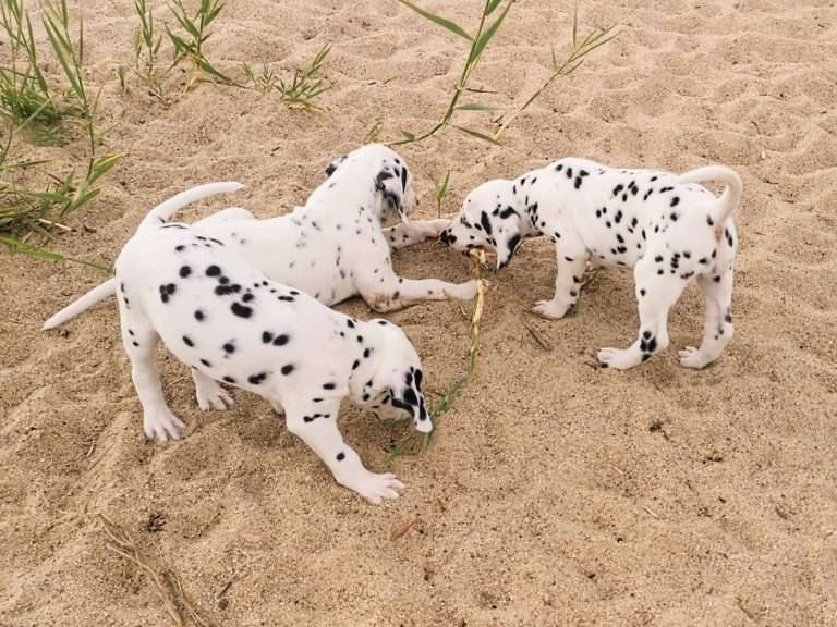 A-Wurf 47. Lebenstag (6)