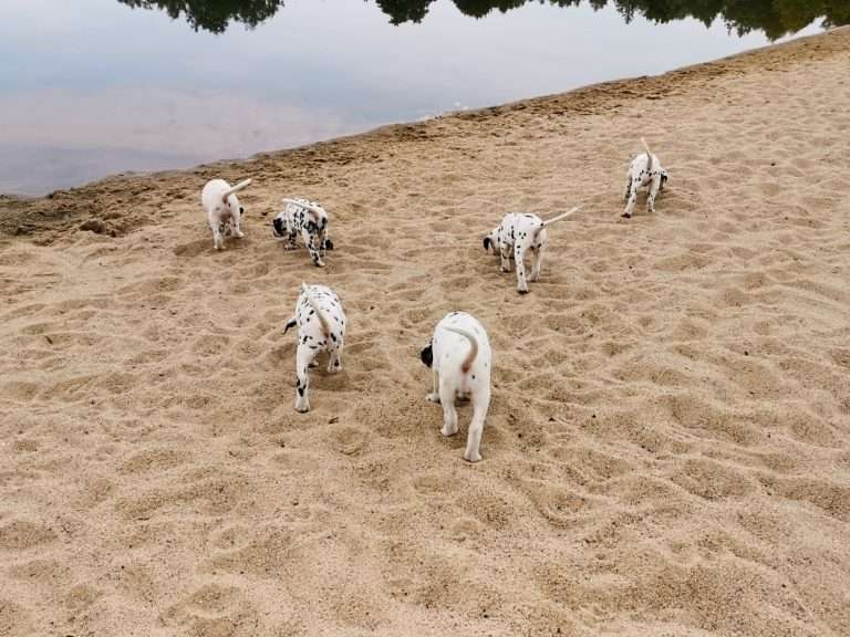 A-Wurf 47. Lebenstag (9)