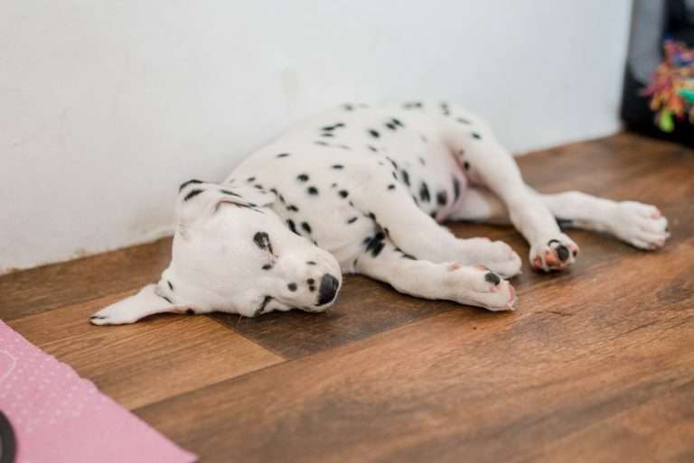 A-Wurf 50. Lebenstag (2)