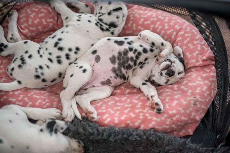 A-Wurf 50. Lebenstag (3)