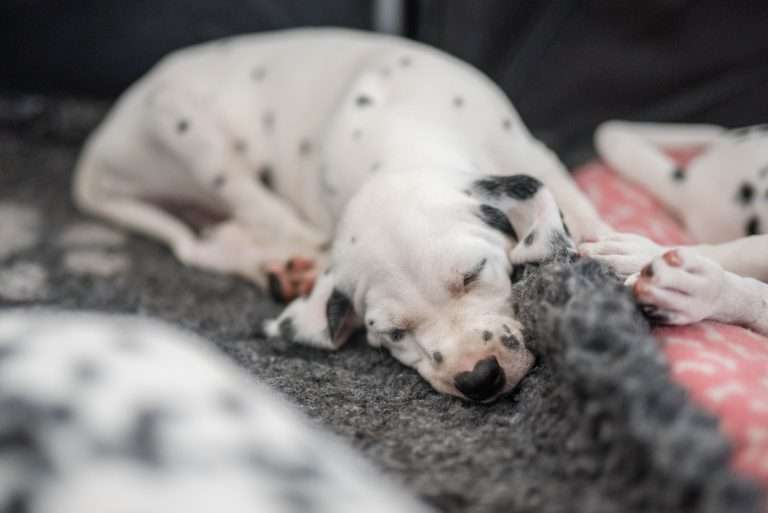 A-Wurf 50. Lebenstag (4)