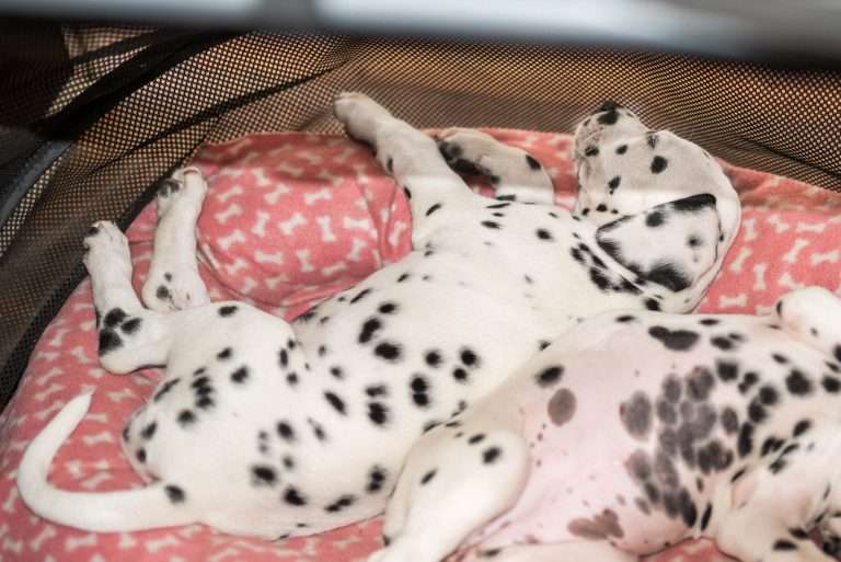 A-Wurf 50. Lebenstag (5)