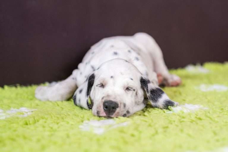 A-Wurf 50. Lebenstag (6)