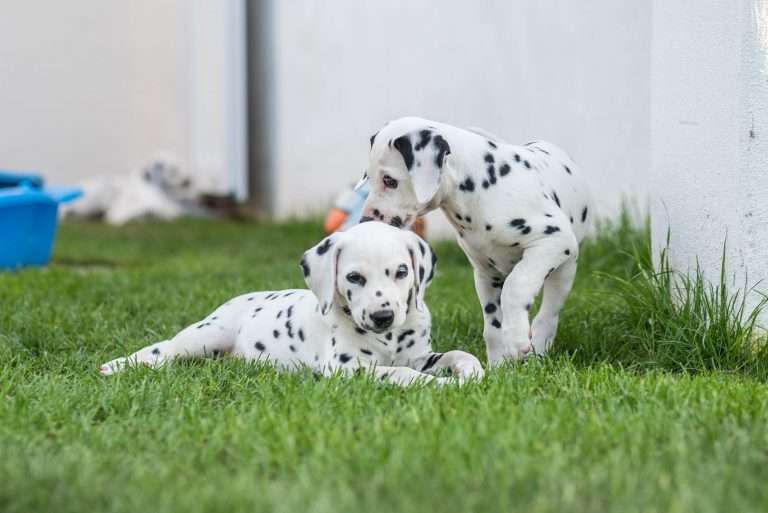 A-Wurf 51. Lebenstag (1)