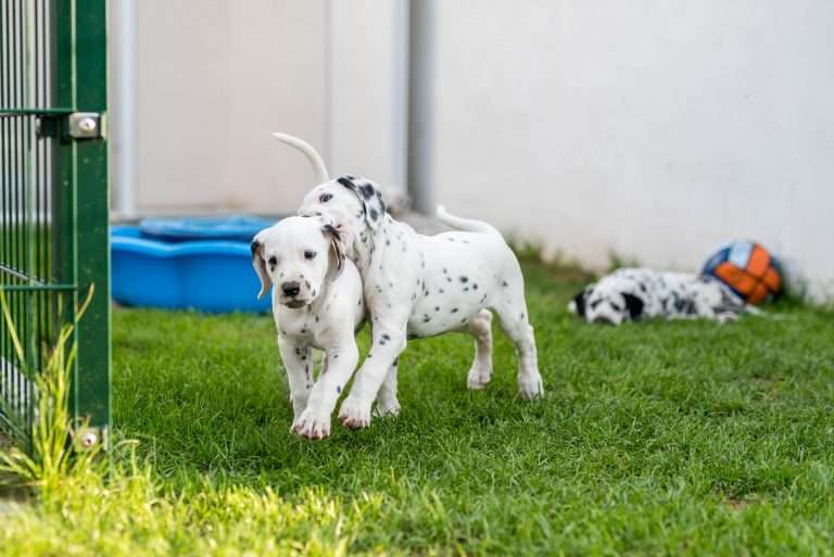 A-Wurf 51. Lebenstag (10)