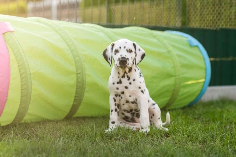 A-Wurf 51. Lebenstag (11)