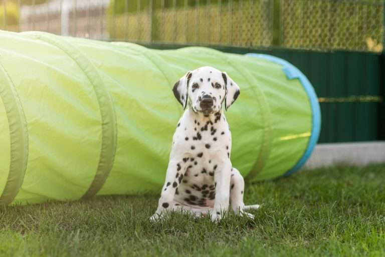 A-Wurf 51. Lebenstag (12)